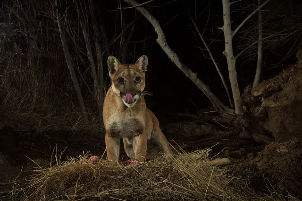 Mountain Lion